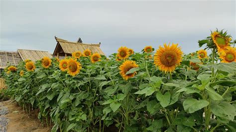 Sunflower Garden Di Bagan Datuk Jadi Syurga Peminat Bunga Matahari