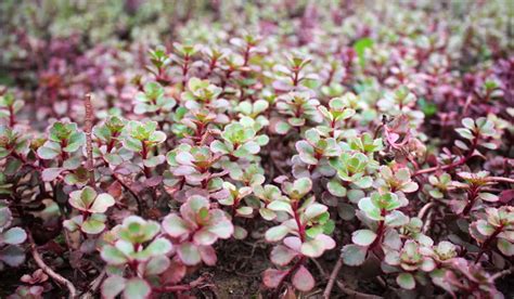 Les Meilleures Plantes Couvre Sol Sans Entretien Pour Un Jardin Impeccable