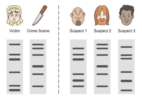 Dna Fingerprinting Flashcards Quizlet