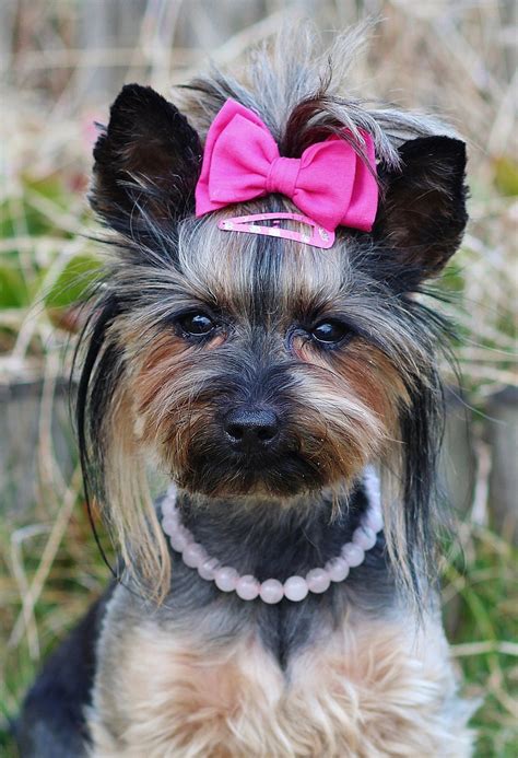 Yorkie Pretty Pink Bow Free Photo On Pixabay Pixabay