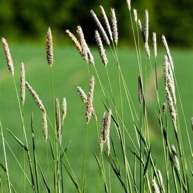 Pasture Grass Seeds from American Meadows