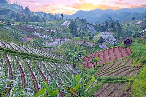 Rice And Vegetable Fields In The Countryside From Java In Indonesia At