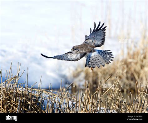 Northern Harrier Male Stock Photo - Alamy