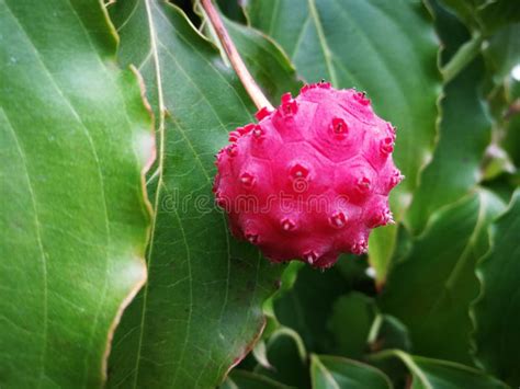 Kousa Dogwood Fruit Stock Photo Image Of Canada 2020 197090760