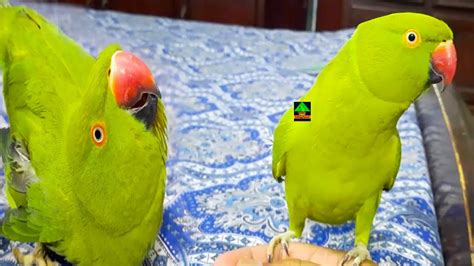 My So Lovely Female Ringneck Talking Parrots Cute Female Ringneck Talking Parrot Having Fun On