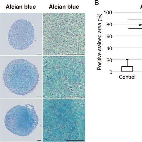 Histological Appearance Of Pellets Of Hadmscs Cultured In Chondrogenic