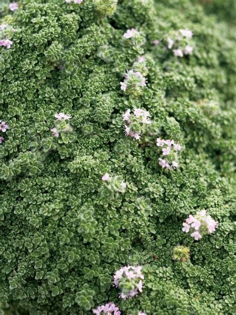 17 Low Maintenance Plants And Dwarf Shrubs Diy