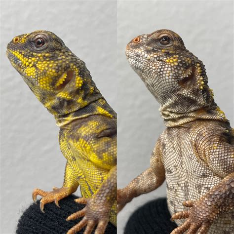 Pair Spiny Tail Lizard Spiny Tailed Lizard By Primal Zoo Morphmarket