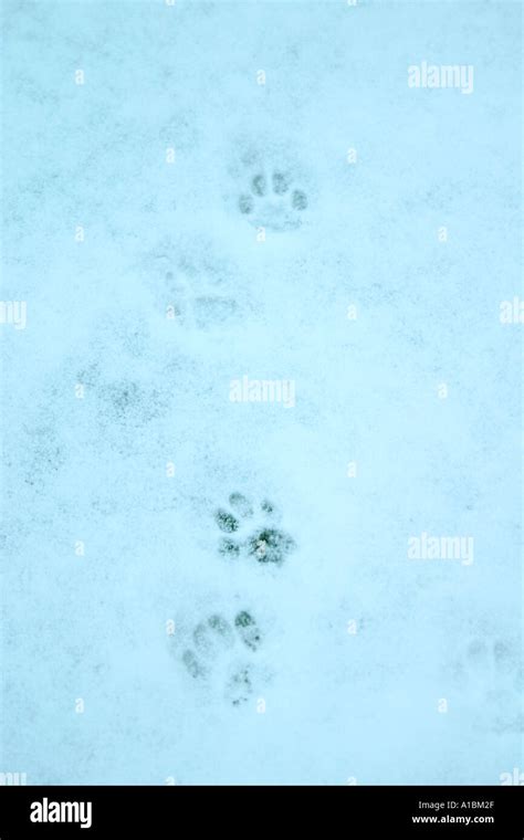 Cats Paw Prints In Snow Stock Photo Alamy