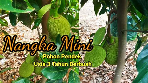 Nangka Mini Pohon Pendek Berbuah Usia Tahun Youtube