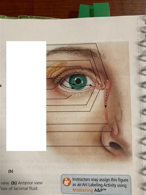 Anatomy Ii Lab Anterior View Of Lacrimal Apparatus Diagram Quizlet