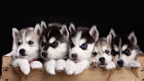 Husky Wallpaper - Puppy, Cute animals, Animals #17835