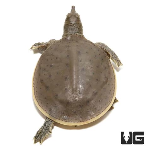 Baby Spiny Softshell Turtles (Apalone spinifera) For Sale - Underground ...