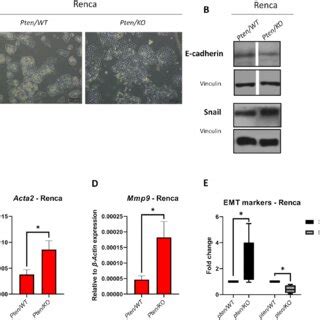 Effect Of Pten Knockout On Melanoma And Kidney Cancer Growth A Cell