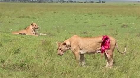 Rescuing Lioness Severely Injured By Buffalo 9 More Amazing Rescues