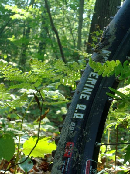 WTB Wolverine 29er Tire Review - Singletracks Mountain Bike News