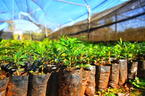 Vivero De Itaipu Produjo M S De Plantines Forestales Y