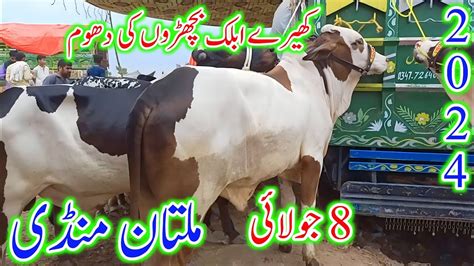 Multan Cow Mandi Latest Update Today Routine Janwar Mandi Update