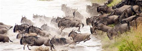 Serengeti Wildebeest|Migration Safari - Africa Joy Tours