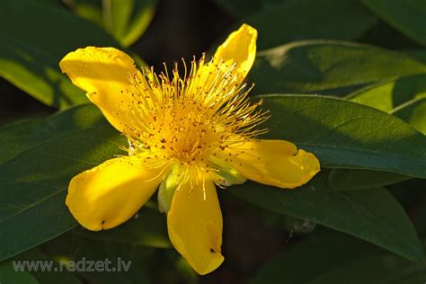 Hypericum Calycinum Rose Of Sharon Redzetlv