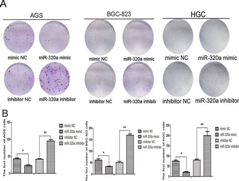 Mir 320a Was Involved In Gastric Cells Proliferation A Colony