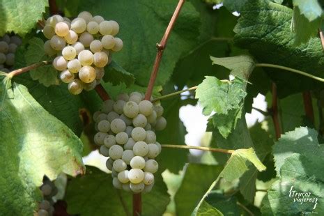 Un día en la Bodega Marqués de Vizhoja GaliciaTB Asociación de