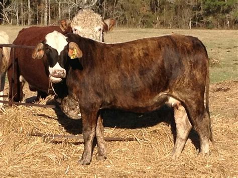 Brahman Cross Hereford Brood Cow Cattle Dog Cattle Ranching Cattle