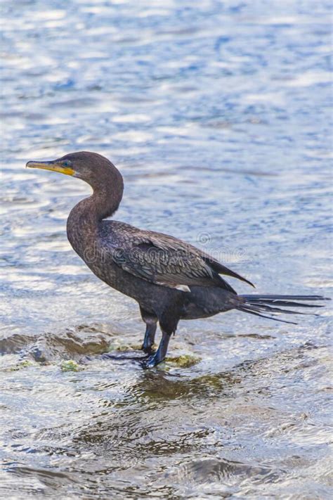 Neotropis Long Tailed Cormorant On Rock Stone At Beach Mexico Stock