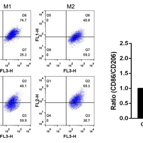 A Western Blot Detected The Expression Level Of Its Gene Galectin