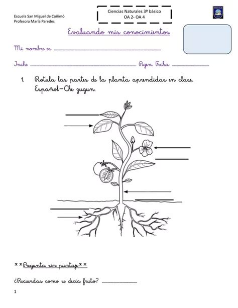 Las partes de la planta en español y mapudungun profe social