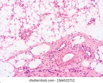 Histology Human Tissue Stock Photo 1366522712 | Shutterstock