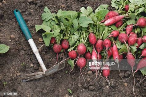 Topsoil Pile Photos And Premium High Res Pictures Getty Images