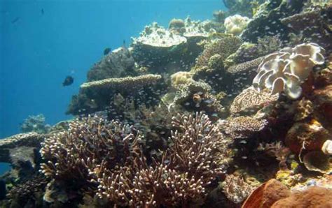 Taman Nasional Wakatobi Surga Bawah Laut Mengagumkan Yang Patut