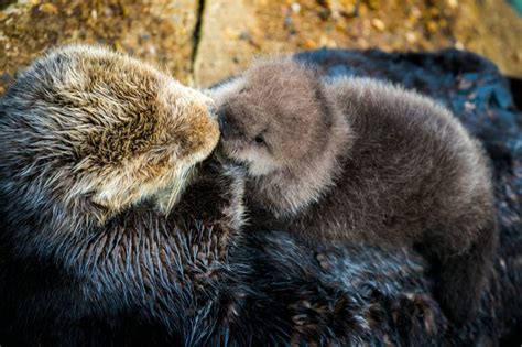 A Wild Sea Otter Mom And Pup Resting In The Great Tide Pool At Monterey