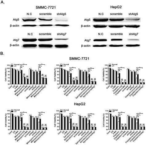 A The Knockdown Efficiency Of Atg And Atg In The Smmc And