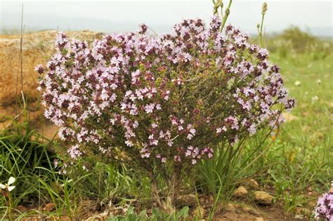 Thymus hyemalis Lange subsp hyemalis Pabellón de Historia Natural PHN