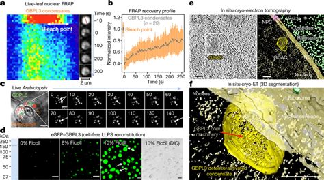 Arabidopsis Gbpl3 Immune Condensates Are Assembled Via Llps A Frap Download Scientific Diagram