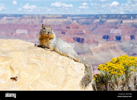 Squirrel On The Rock In Grand Canyon National Park In Arizona Gran