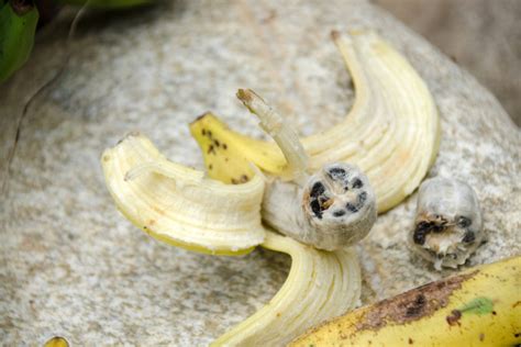 Cómo reproducir un plátano Huerto en casa