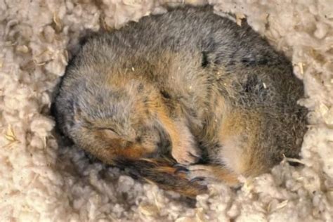 Do Squirrels Hibernate? How Do They Survive The Winter?