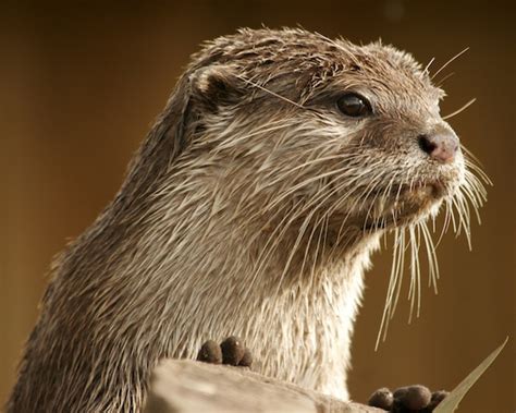 European Otter Bioexpedition