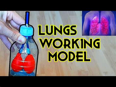 Homemade Respiratory System Model