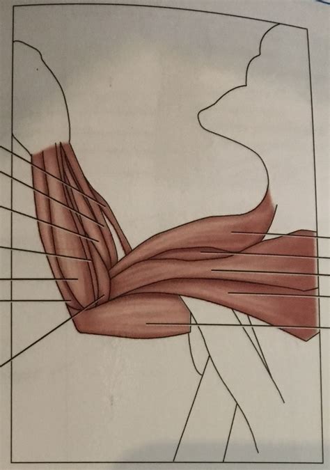 Muscles Of The Arm And Forearm Diagram Ventral Diagram Quizlet