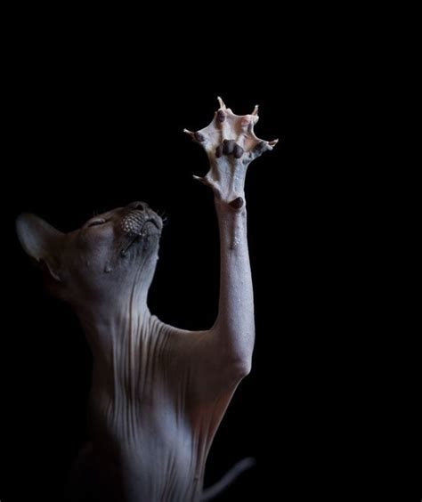 Portraits Of Sphynx Cats Explore What Cats Look Like Under All That