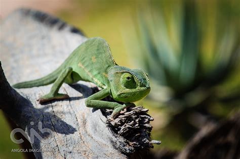 Fotografias de Angola | Behance