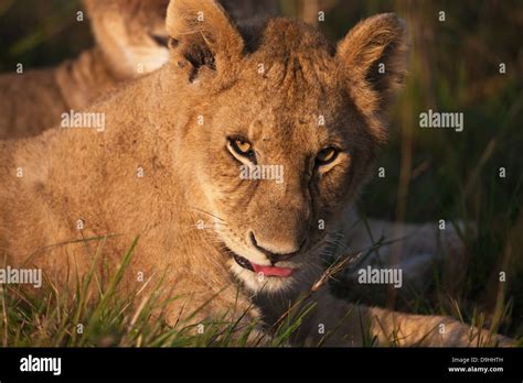 Lion Cub Close Up At Sunrise Masai Mara Kenya Stock Photo Alamy