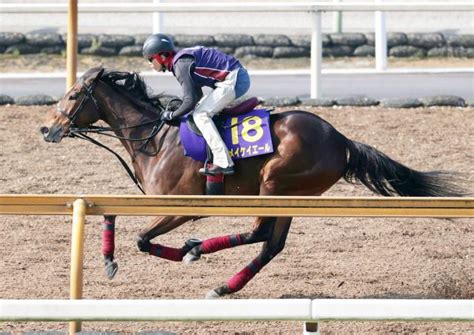 【高松宮記念】メイケイエール、1週前から一転折り合いついた動き 武英智調教師「負けるつもりない」 競馬ニュース Netkeiba