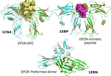 Erythropoietin Receptor Alchetron The Free Social Encyclopedia