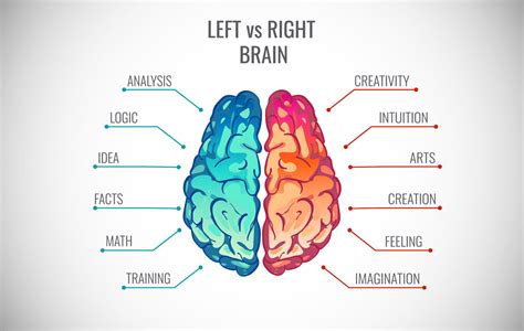 Which Side Of Your Brain Is More Dominant?