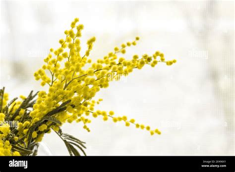 Beautiful Yellow Mimosa Flower Blossom In Glass Vase In Spring Time On